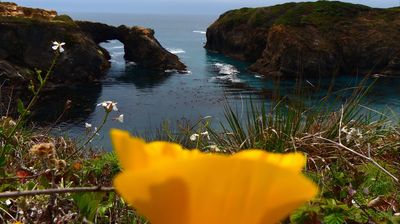 California Poppy m,it Blick aufs Meer ...