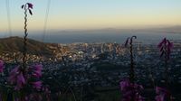 Frühmorgens wandern wir hoch auf den Tafelberg