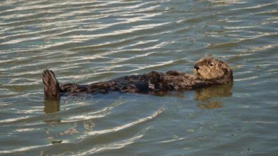 Der tiefenentspannte Seeotter lässt sich von dieser ungesunden Hektik nicht anstecken