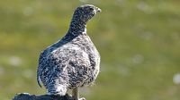 Es gibt auch kleineres Wildlife, hier ein Ptarmigan (Schneehuhn) im Sommerkleid, das State Bird of Alaska