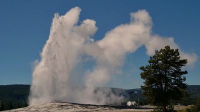 Der berühmte Old Faithful Geysir präsentiert sich pünktlich mehrmals täglich, gleich hinter unseren gemütlichen, historischen Hütten.