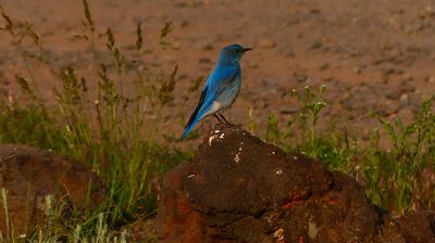 ... und ein Stellars Jay lässt sich von uns nicht stören.