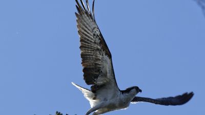 Ein Osprey (Fischadler) hat Futter erspäht ...