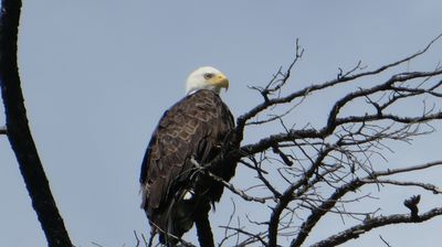 ... und ein Seeadler sitz gelangweilt im Baum ...