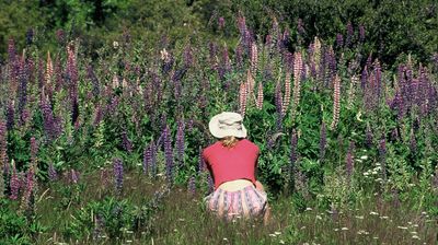 Die Wildblumen blühen ...