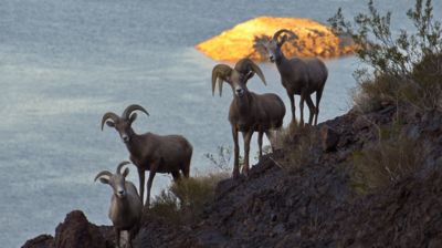 Sie sind extrem geländegängig