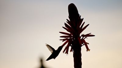 Sie ernähren sich von Nektar und sind absolute Flugkünstler