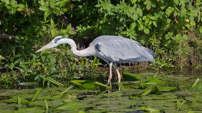 Auch hier gibt es 'Wildlife' am Wegesrand.