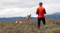 Pronghorn und Radler beäugen sich interessiert