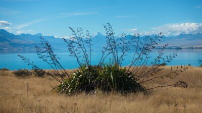 Die ersten Blicke auf den türkisfarbenen Lake Pukaki und den Mt Cook tun sich auf