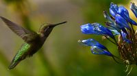 Ein Colibri beim Lunch ...