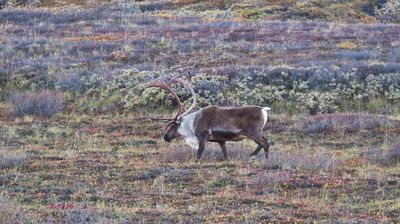 Vereinzelt entdecken wir Caribous in der weiten Tundra