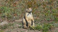 ... und kommen wiederholt an den so genannten Prairie-Dog-Towns vorbei, wo die putzigen Ziesel herumstehen. Dieses Exemplar scheint sich bereits gut auf den Winterschlaf vorbereitet zu haben ...