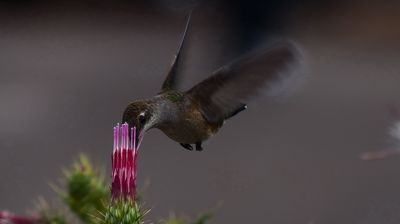 ... und ein Colibri nascht an einer Blüte ...