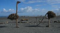 Treibholzkunst 1 am Strand von Hokitika