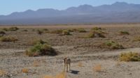 Auf dem Weg nach Badwater gähnt uns ein gelangweilter Kojote an