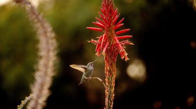 Kolibris schwirren um uns herum -auch sie wollen frühstücken