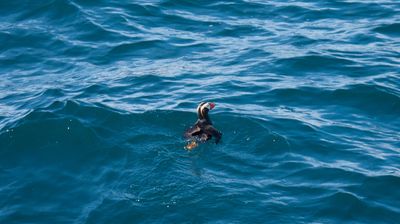 Es gibt auch kleines Wildlife hier: Ein Papageientaucher (Puffin) kommt vorbei