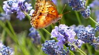 Wir radeln weiter beschwingt wie ein Schmetterling ...