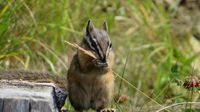 Ein Hörnchen am Wegesrand ...