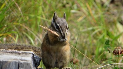 Ein Hörnchen am Wegesrand ...