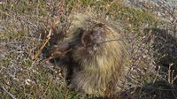 Ein putziges Porcupine (Stachelschwein) am Wegesrand spielt Querflöte