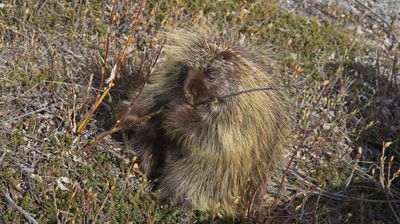 Ein putziges Porcupine (Stachelschwein) am Wegesrand spielt Querflöte