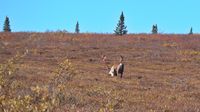 Ein einsamer Caribou Bulle grast friedlich in der spätsommerbunten Tundra