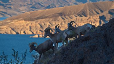 Besonders vor dem Hintergrund des Lake Mead in der Abendsonne