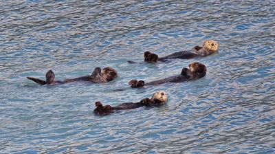 Eine tiefenentspannte Seeotterfamilie schunkelt friedlich auf den Wellen, sie essen und schlafen auf dem Rücken