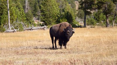 Ein Bisonbulle richtet das Wort an uns