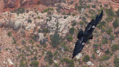 ... ein Condor fliegt vorbei ...