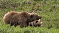 Diese Grizzlymutter mit Kind lief ganz entspannt 15 Meter neben unserem Shuttle-Bus herum.