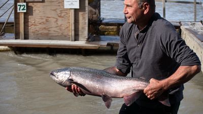 Fangfrisch aus dem Copper River ...