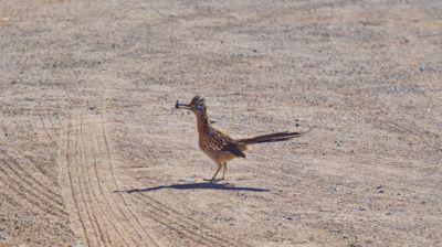 Ein Roadrunner hat einen Käfer erbeutet