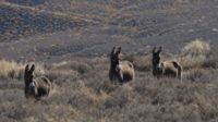 Zwar invasiv und nicht unbedenklich für die empfindliche Natur hier, aber extrem herzig – die wilden Esel.