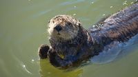 Heute begegnet uns erfahrungsgemäß viel Wildlife, einzeln ...