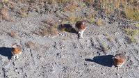 Ptarmigans (Schneehühner) am Wegesrand. Das Ptarmigan ist tatsächlich das State Bird Alaskas.