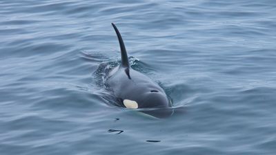 Ein Orca kommt neugierig herangeschwommen