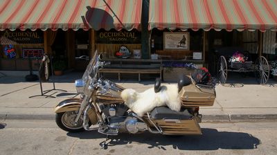 Die Nachfahren der Cowboys fahren heutzutage Harley mit Kuscheldeckchen auf dem Sattel