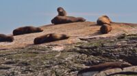 Eine Seelöwenkolonie am Übergang zum Tasmanischen Meer