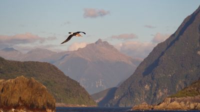 Ein Albatross begleitet uns, so elgante Flugmanöver haben wir noch nicht gesehen