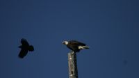 Begegnung zwischen Krähe und Weißkopfseeadler ...