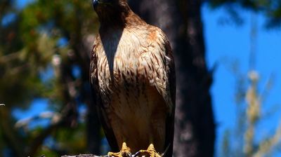 ... da staunt der Vogel