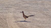 Ein Roadrunner hat einen Käfer erbeutet