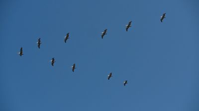 Sie fliegen gerne in Formation