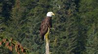 Immer wieder werden wir aufmerksam vom amerikanischen Wappenvogel, dem Weißkopf-Seeadler aufmerksam beobachtet