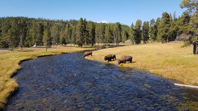 Auf dem Weg zur Old Faithful Lodge begegnen uns natürlich wieder ein paar Büffel