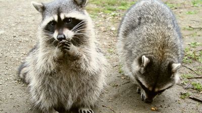 Zwei Waschbären im Stanley Park ...