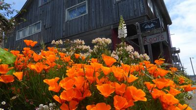 Die California Poppys sind allgegenwärtig ...